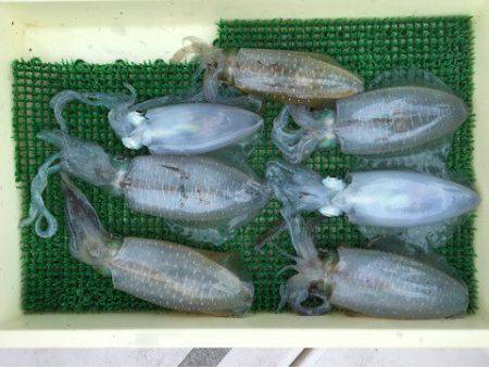 Ｖ−７ West 釣果