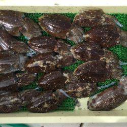 Ｖ−７ West 釣果