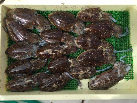 Ｖ−７ West 釣果