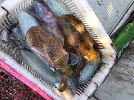 エヌスタイル 釣果