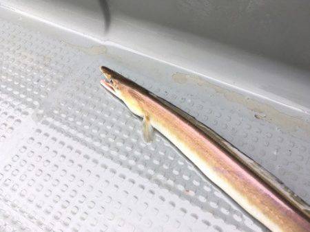 遊漁船 セトマリン 釣果