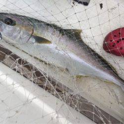 「LaGooN」蒼陽丸 日和号 釣果