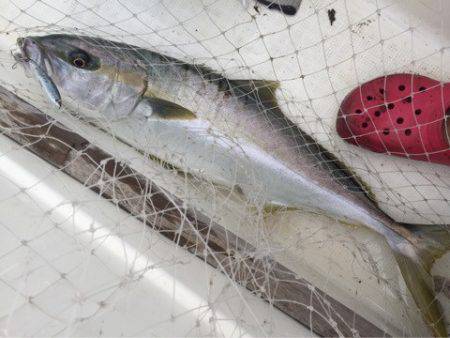 「LaGooN」蒼陽丸 日和号 釣果