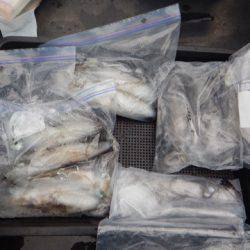 渡船屋たにぐち 釣果