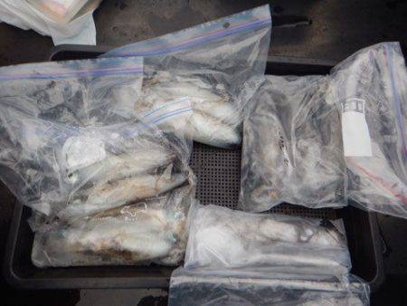 渡船屋たにぐち 釣果