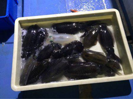 ヤザワ渡船 釣果