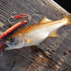 渡船屋たにぐち 釣果