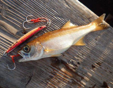 渡船屋たにぐち 釣果