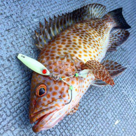 第二 海洋丸 釣果