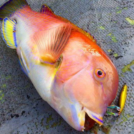 第二 海洋丸 釣果