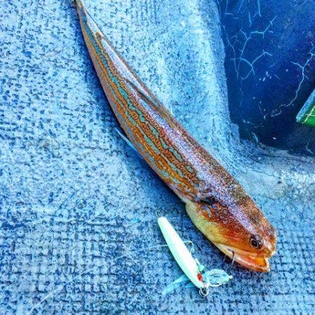 第二 海洋丸 釣果