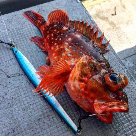 第二 海洋丸 釣果