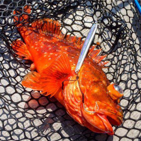 第二 海洋丸 釣果