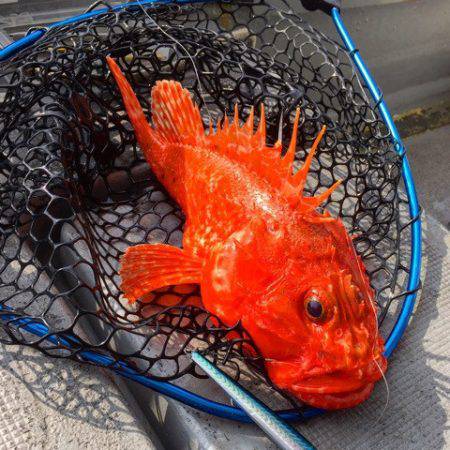 第二 海洋丸 釣果