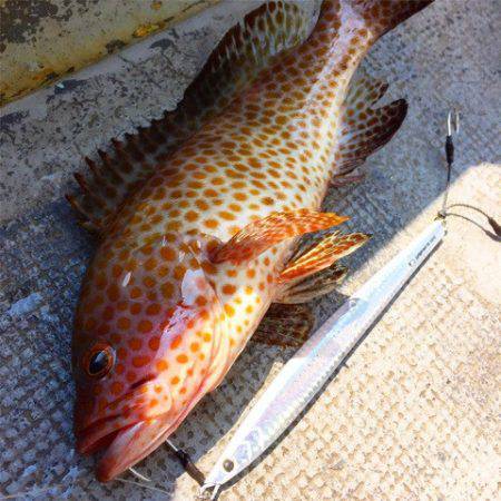 第二 海洋丸 釣果