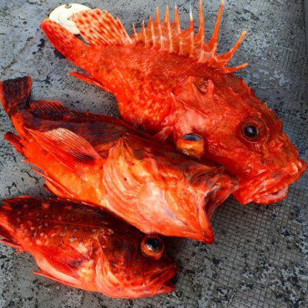 第二 海洋丸 釣果