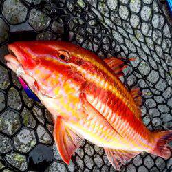 第二 海洋丸 釣果