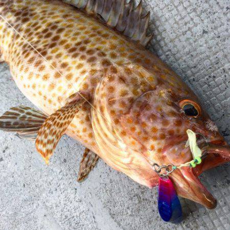 第二 海洋丸 釣果