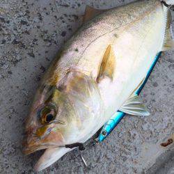 第二 海洋丸 釣果