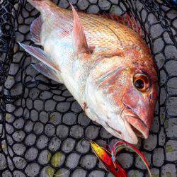 第二 海洋丸 釣果