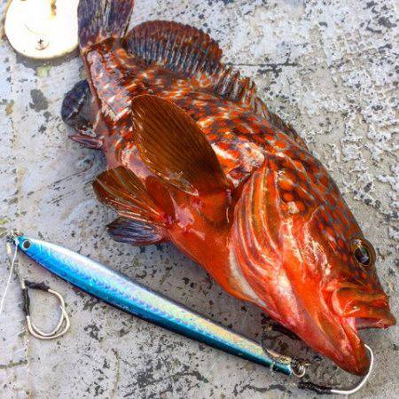 第二 海洋丸 釣果