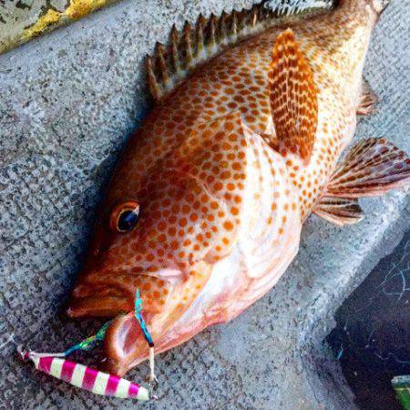 第二 海洋丸 釣果