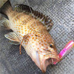 第二 海洋丸 釣果