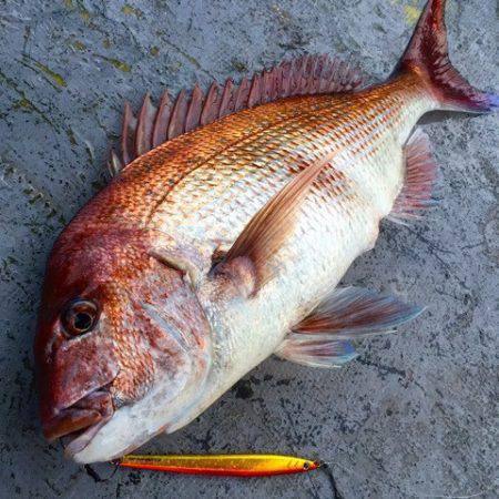 第二 海洋丸 釣果