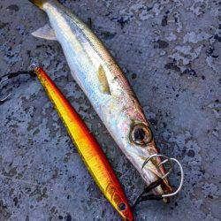 第二 海洋丸 釣果