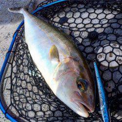 第二 海洋丸 釣果