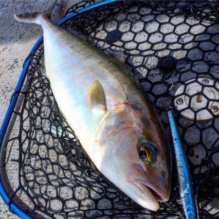 第二 海洋丸 釣果