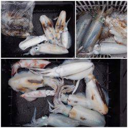 渡船屋たにぐち 釣果