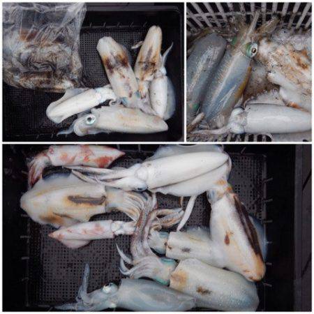 渡船屋たにぐち 釣果