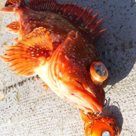 第二 海洋丸 釣果