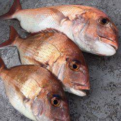 第二 海洋丸 釣果