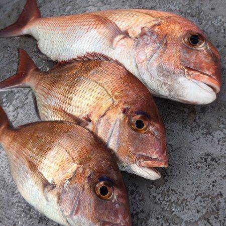 第二 海洋丸 釣果