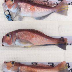 第二八坂丸 釣果