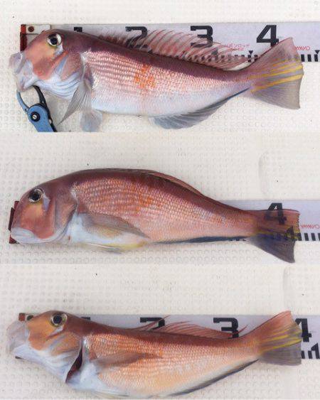 第二八坂丸 釣果