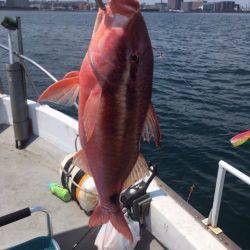 釣鯛洋 釣果