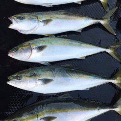 まるいち丸 ZERO-1 釣果