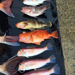 まるいち丸 ZERO-1 釣果