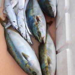 浜栄丸 釣果
