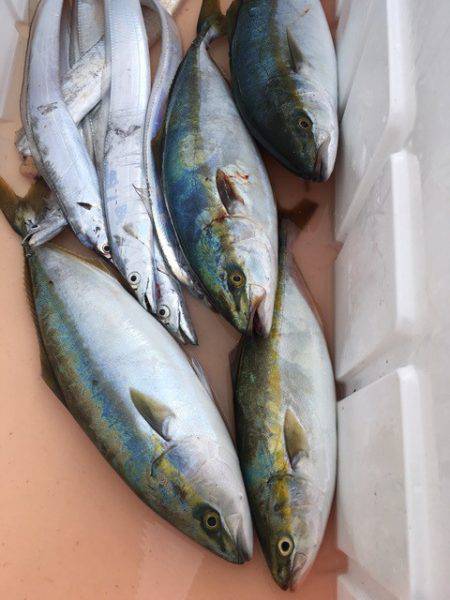 浜栄丸 釣果