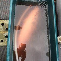 シーランチ 釣果