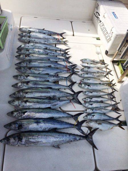 SeaRide(シーライド) 釣果