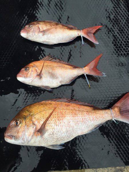 まるいち丸 ZERO-1 釣果