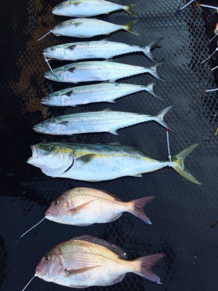 まるいち丸 ZERO-1 釣果