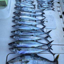 SeaRide(シーライド) 釣果