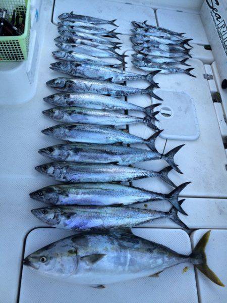 SeaRide(シーライド) 釣果