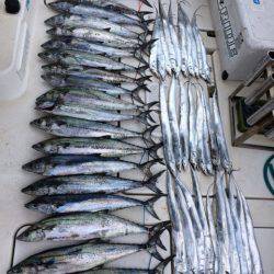 SeaRide(シーライド) 釣果